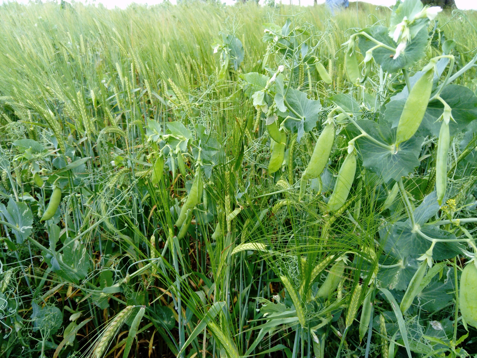 Image of a pea-barley intercrop plot