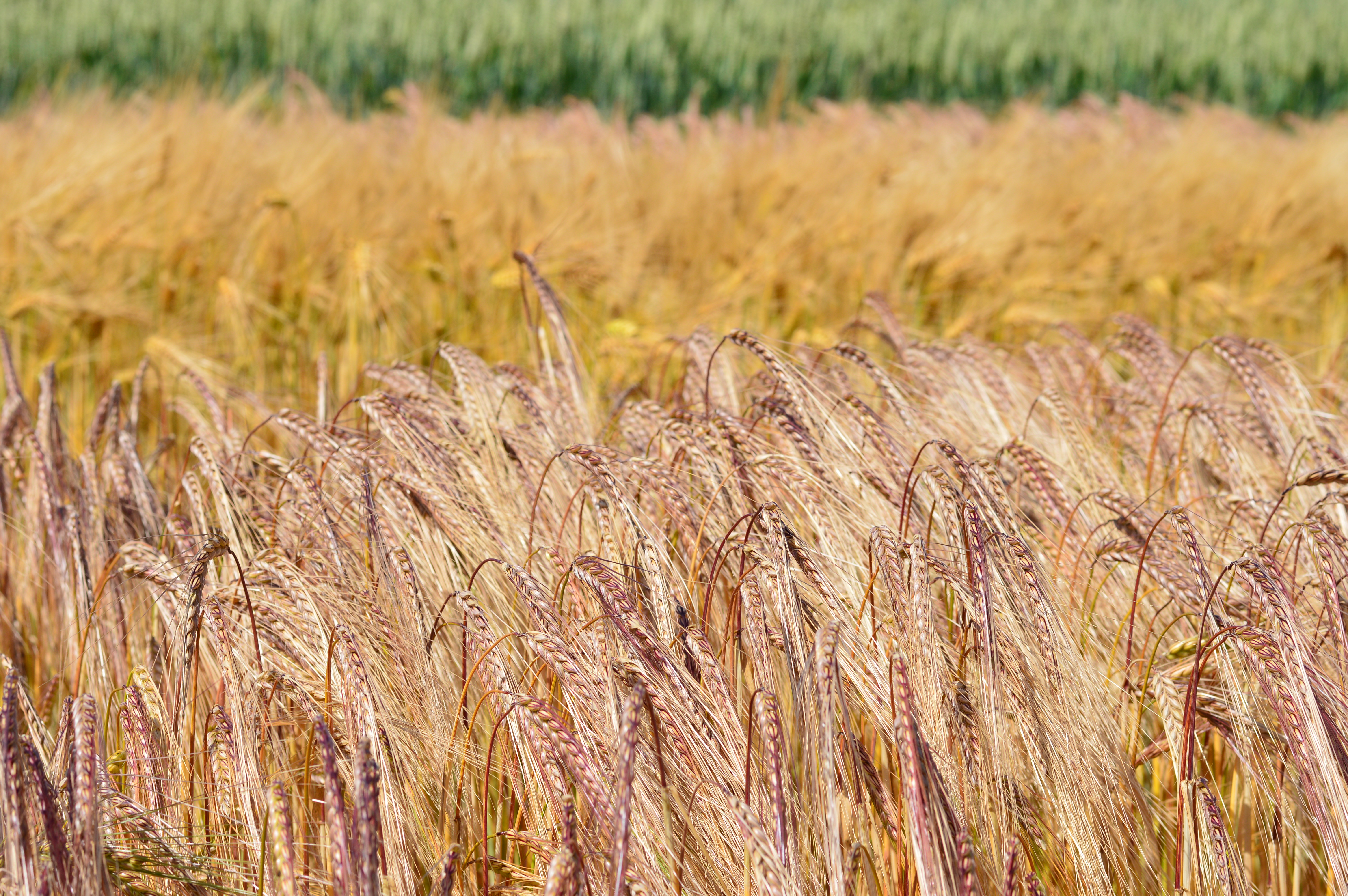 Arable event