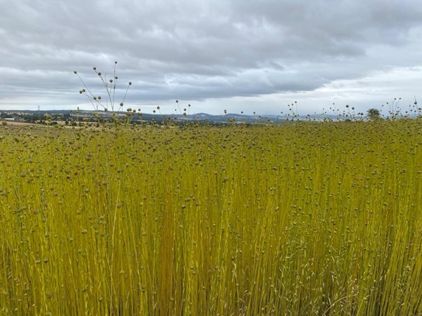 Field will tall cereal crops with a cloudy sky with hills in the background