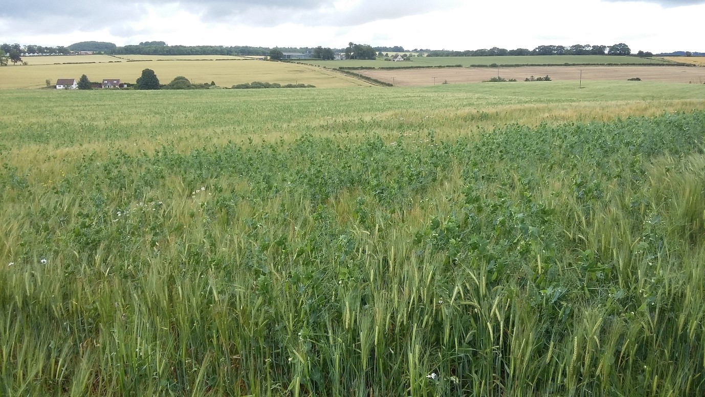 Arable Field 