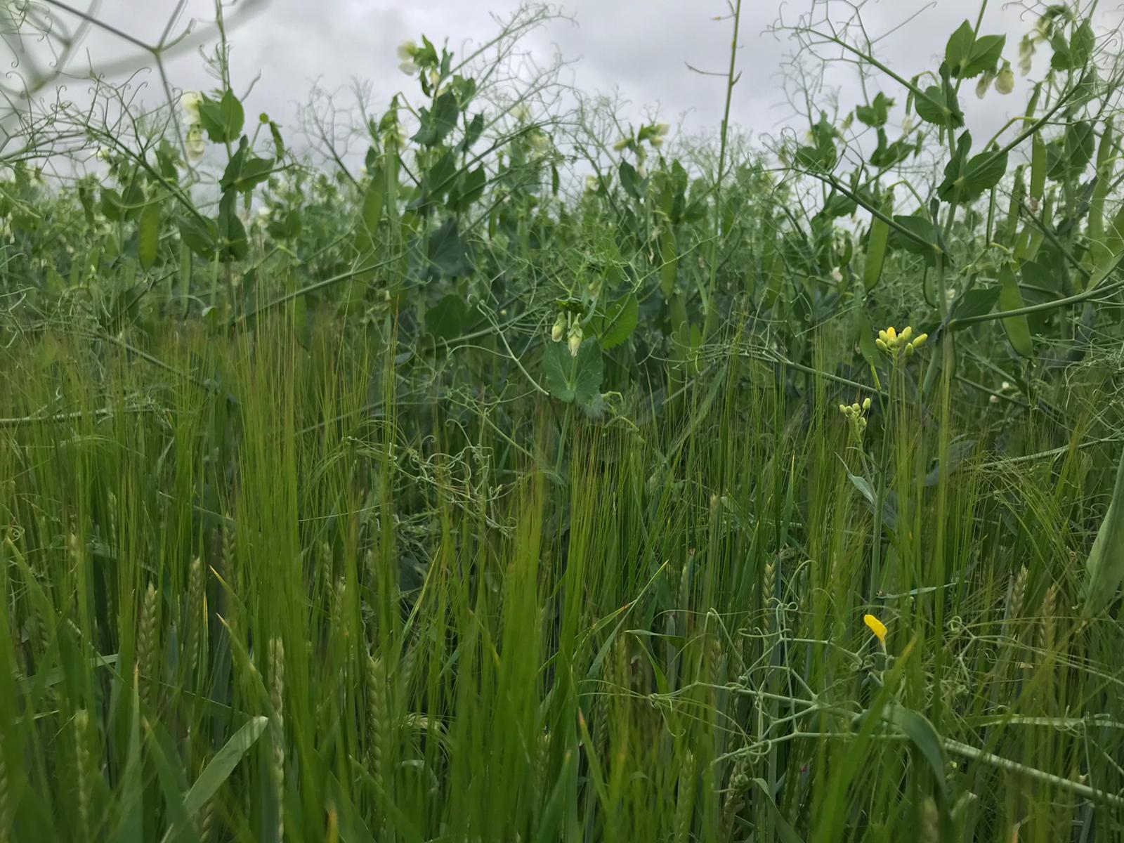 Crop field image