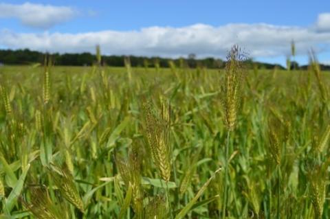 Close up low image of barley in a field with blue skies and some white clouds 