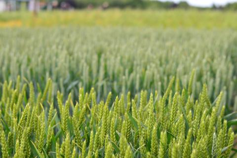 Arable Futures aims to help the Scottish arable farming sector