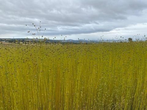 Field will tall cereal crops with a cloudy sky with hills in the background